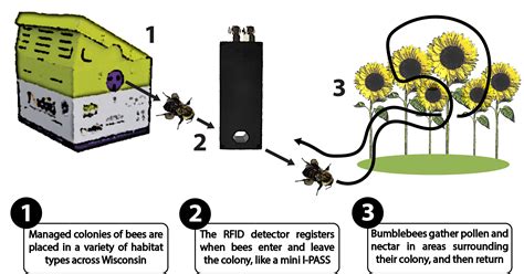 how to track bees with rfid|bee radio frequency identification.